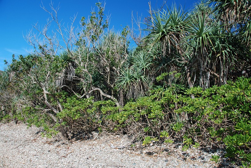 109- Vegetation de la baie Ue.JPG